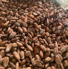 Premium Sun-Dried Cocoa Beans - Image 1